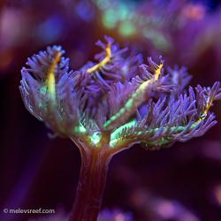 Daisy coral polyp