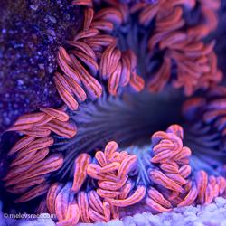Rock anemone