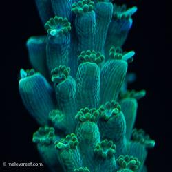 Green acropora polyps